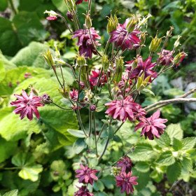 Ancolie 'Bordeaux Barlow', Aquilegia vulgaris